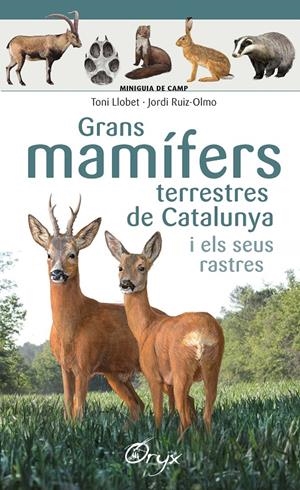 GRANS MAMÍFERS TERRESTRES DE CATALUNYA I ELS SEUS RASTRES | 9788490347881 | LLOBET FRANÇOIS , TONI/RUIZ-OLMO, JORDI | Llibreria La Font de Mimir - Llibreria online Barcelona - Comprar llibres català i castellà