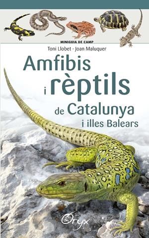 AMFIBIS I RÈPTILS DE CATALUNYA I ILLES BALEARS | 9788490346792 | LLOBET FRANÇOIS , TONI/MALUQUER MARGALEF, JOAN | Llibreria La Font de Mimir - Llibreria online Barcelona - Comprar llibres català i castellà