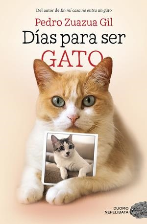 DÍAS PARA SER GATO | 9788417128524 | ZUAZUA GIL, PEDRO | Llibreria La Font de Mimir - Llibreria online Barcelona - Comprar llibres català i castellà